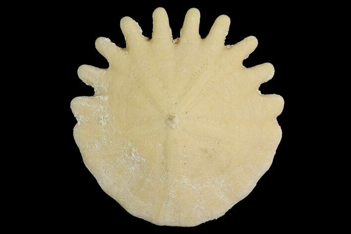 Fossil Sand Dollar (Heliophora) - Boujdour Province, Morocco #177959